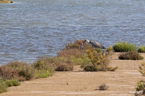 Garza pescando