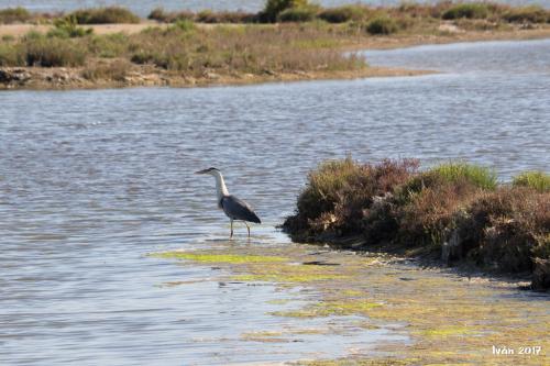 Garza pescando