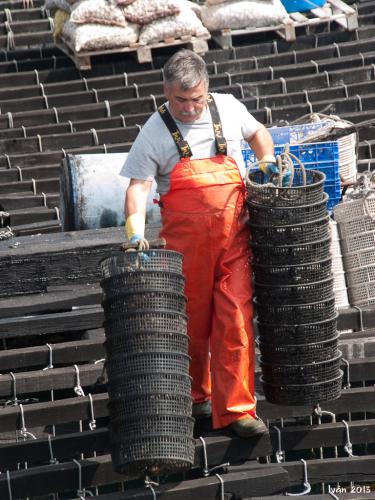 Mejillones de las bateas