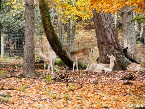 Bambi