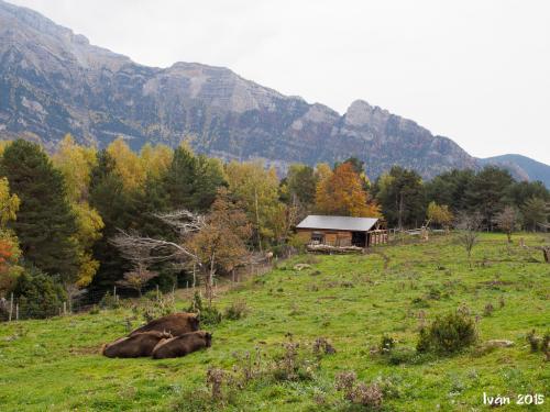 Bisontes en la pradera