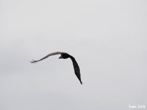 Buitre en vuelo