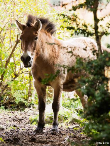 Caballos de Przewalski