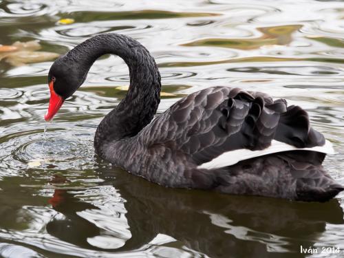 Cisne negro