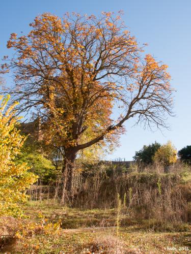 Colores de otoño