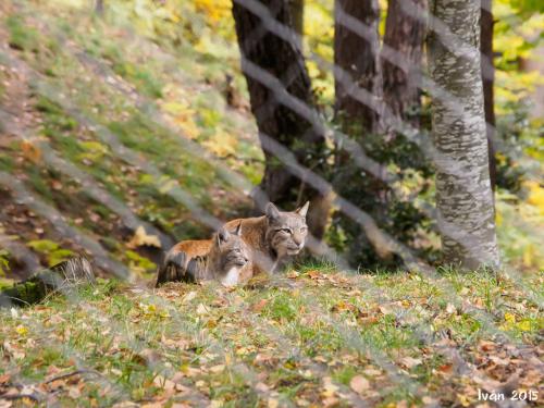 Cría de lince