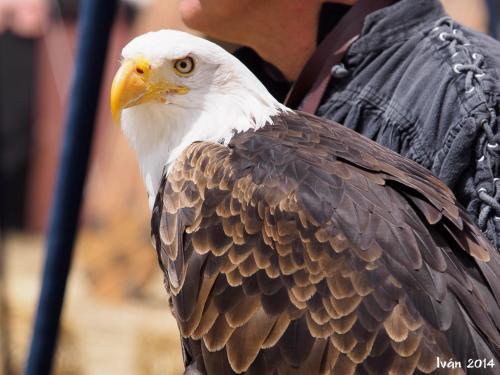 Águila Real