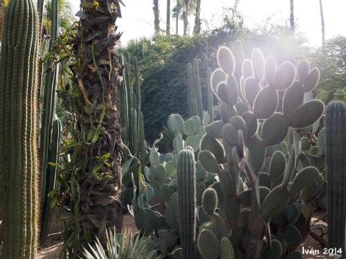 Jardín Majorelle