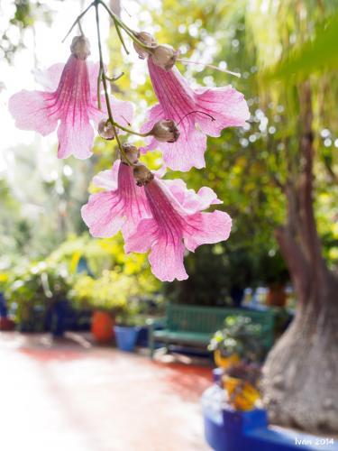 Jardín Majorelle