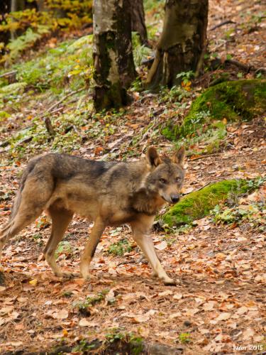 Lobo