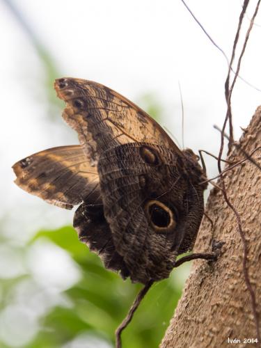 Mariposario