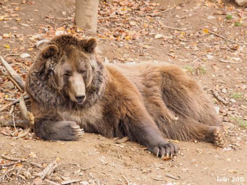 Oso pardo