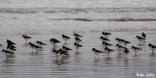 Parque Natural de Doñana
