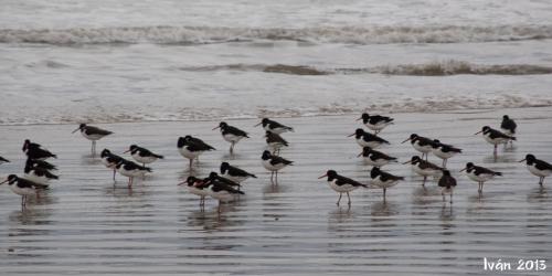 Parque Natural de Doñana