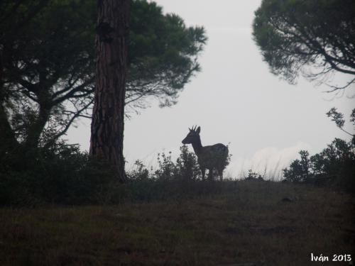 Parque Natural de Doñana