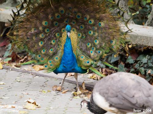 Pavo Real