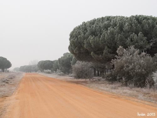 Pinar de Antequera