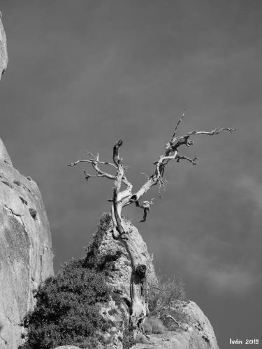 Árbol en la roca